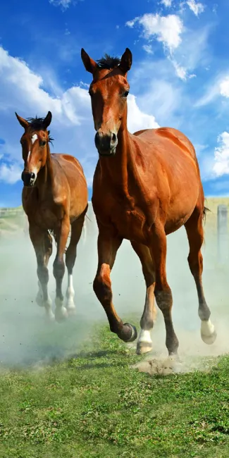 Ręcznik plażowy 70x140 Konie w galopie na łące 14 6859 Horse in gallop on the meadow