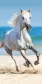 Ręcznik plażowy 70x140 Koń biały w galopie plaża 3477 konik horse młodzieżowy bawełniany kąpielowy
