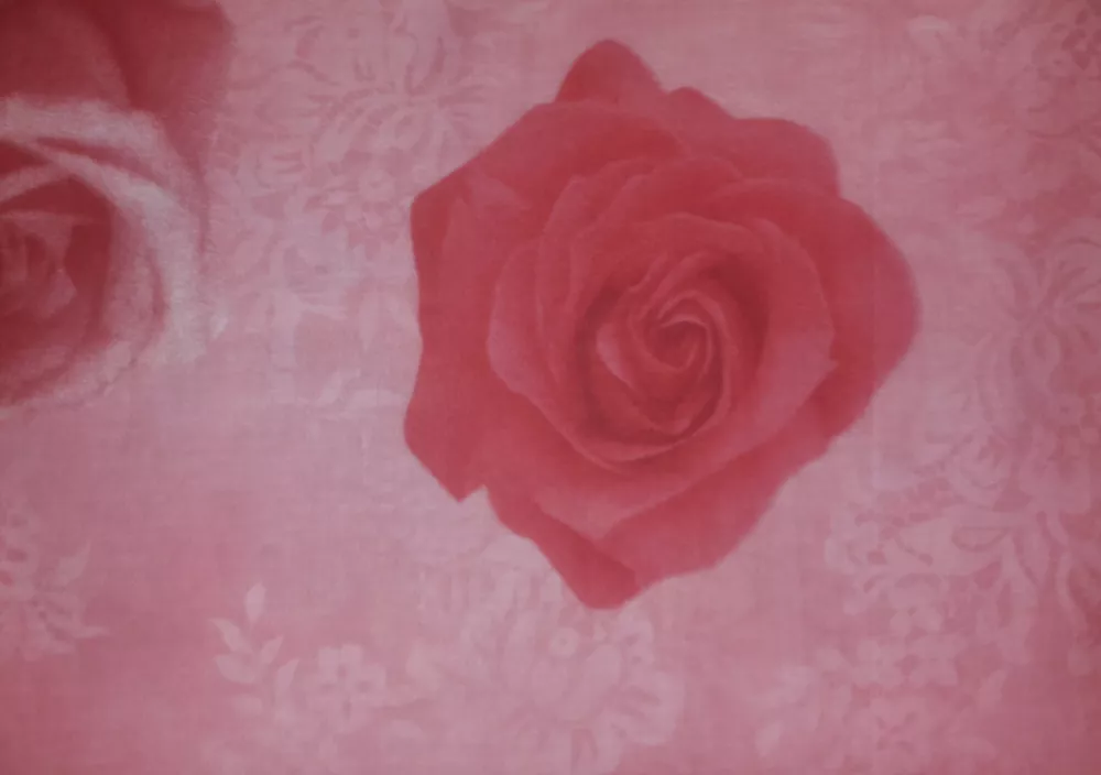 rzeczywiste kolory Pościeli z satyny bawełnianej 200x220 Różowa w Czerwone Róże Bieltex 03 