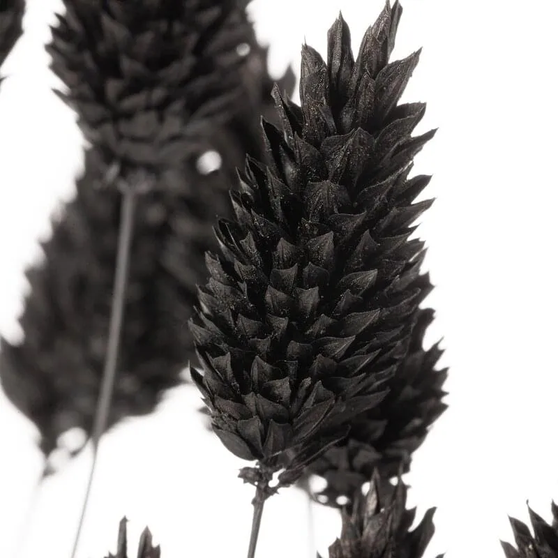 Bukiet z suszu kwiat natura 16 długość    bukietu 70 cm czarny
