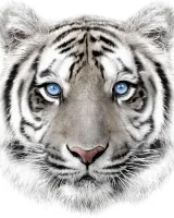 Kocyk z mikroflaneli 120x150 Tygrys biały błękitne oczka White Tiger pled dziecięcy 4959