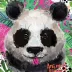 Ręcznik plażowy 70x140 Animal Panda       kolorowy dziecięcy bawełniany C23