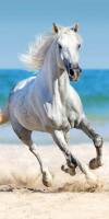 Ręcznik plażowy 70x140 Koń biały w galopie plaża 3477 konik horse młodzieżowy bawełniany kąpielowy