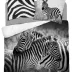 Pościel bawełniana 220x200 3817 A Zebry czarna biała młodzieżowa Zebra Holland Natura 2